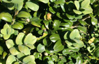 Buchsbaum Rotundifolia