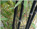 schwarzer Bambus