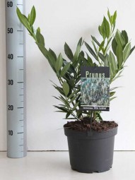 Breitwüchsiger Kirschlorbeer 'Otto Luyken' / Prunus laurocerasus 'Otto Luyken' 30-40 cm im 3-Liter Container