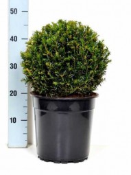 Heimische Eibe 'Kugelform' / Taxus baccata 'Kugel' 25-30 cm im 5-Liter Container