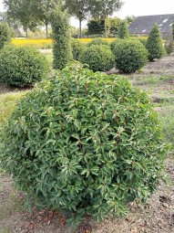 Portugiesischer Kirschlorbeer 'Kugel' / Prunus lusitanica 'Angustifolia' Kugel 80-100 cm Solitär mit Ballierung