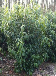 Kirschlorbeer 'Herbergii' / Prunus laurocerasus 'Herbergii' 175-200 cm Solitär mit Drahtballierung