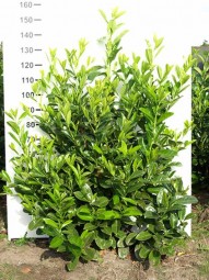 Großblättriger Kirschlorbeer 'Rotundifolia' / Prunus laurocerasus 'Rotundifolia' 125-150 cm Solitär mit Ballierung