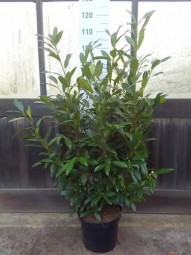 Kirschlorbeer 'Herbergii' / Prunus laurocerasus 'Herbergii' 80-100 cm im 10-Liter Container
