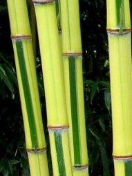 Flachrohr-Bambus / Phyllostachys aureosulcata 'Spectabilis' 150-175 cm im 12-Liter Container