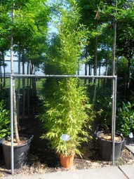Knoten-Bambus / Phyllostachys aurea 175-200 cm im 12-Liter Container