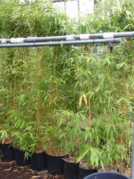 Flachrohr-Bambus / Phyllostachys aureosulcata 'Spectabilis' 150-175 cm im 20-Liter Container