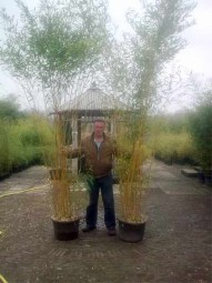 Flachrohr-Bambus / Phyllostachys aureosulcata 'Spectabilis' 300-350 cm im 70-Liter Container