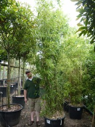 Bisset Bambus / Phyllostachys bissetii 300-350 cm im 100-Liter Container