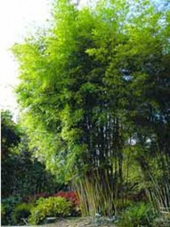Gold Haar Bambus / Phyllostachys nigra henonis 200-250 cm im 30-Liter Container
