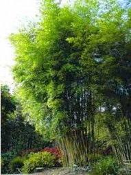 Gold Haar Bambus / Phyllostachys nigra henonis 150-175 cm im 12-Liter Container