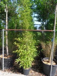 Schwarzer Bambus / Phyllostachys nigra 175-200 cm im 12-Liter Container