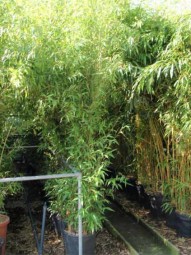 Schwarzer Bambus / Phyllostachys nigra 250-300 cm im 35-Liter Container