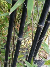 Schwarzer Bambus / Phyllostachys nigra 300-350 cm im 40-Liter Container