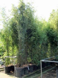 Schwarzer Bambus / Phyllostachys nigra 350-400 cm im 90-Liter Container