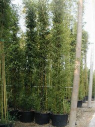 Schwarzer Bambus / Phyllostachys nigra 500-600 cm im 150-Liter Container