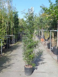 Brauner Flecken Bambus / Phyllostachys nigra 'Boryana' 150-175 cm im 12-Liter Container