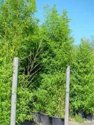 Knoten-Bambus / Phyllostachys aurea 350-400 cm im 70-Liter Container