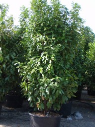 Kirschlorbeer 'Novita' / Prunus laurocerasus 'Novita' 250-300 cm im 150-Liter Container