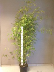 Goldener Peking Bambus / Phyllostachys aureosulcata 'Aureocaulis' 125-150 cm im 12-Liter Container
