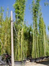 Grüner Pulver Bambus / Phyllostachys viridiglaucescens 125-150 cm im 12-Liter Container