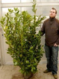 Prunus laurocerasus 'Rotundifolia' / Kirschlorbeer 'Rotundifolia' 150-175 cm mit Ballierung