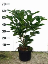 Kirschlorbeer 'Etna' / Prunus laurocerasus 'Etna' 40-60 cm im 3-Liter Container