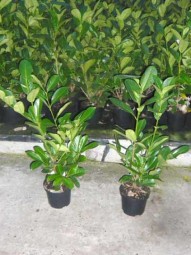 Großblättriger Kirschlorbeer 'Rotundifolia' / Prunus laurocerasus 'Rotundifolia' 60-80 cm im 3-Liter Container