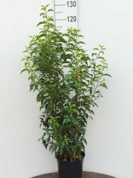 Prunus lusitanica 'Angustifolia' / portugiesischer Kirschlorbeer 100-125 cm 10-Liter Container (herbstgetopft)