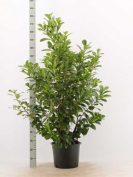 Kirschlorbeer 'Etna' / Prunus laurocerasus 'Etna' 125-150 cm im 20-Liter Container
