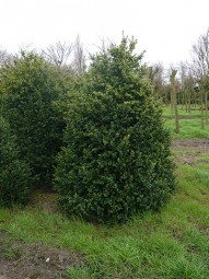 Großblättriger Buchsbaum 'Rotundifolia' / Buxus Rotundifolia 200-250 cm Solitär mit Drahtballierung