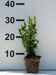 Buchsbaum 'Einfassung' / Buxus sempervirens 15-20 cm im 0,5-Liter Container