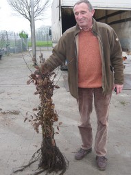 Hainbuche / Carpinus betulus 60-80 cm wurzelnackt