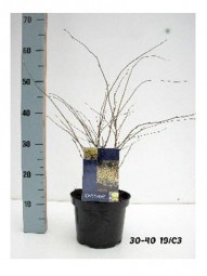 Schlüsselblumenstrauch / Corylopsis pauciflora 30-40 cm im 3-Liter Container