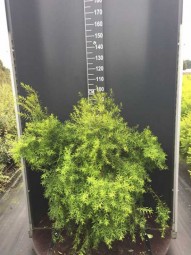 Frühlings-Spiere / Gras-Spiere / Spiraea thunbergii 80-100 cm im 12-Liter Container