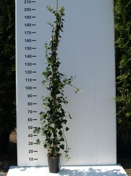 Großblättriger irischer Efeu / Hedera hibernica 175-200 cm im 5-Liter Container