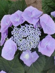 Teller-Hortensie 'Blaumeise' / Hydrangea macrophylla 'Blaumeise'' 25-30 cm im 2-Liter Container