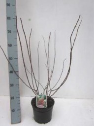 Rispen-Hortensie Pinky Winky' / Hydrangea paniculata 'Pinky Winky ®' 40-60 cm im 3-Liter Container