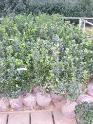 Stechpalme / Hülse / Ilex aquifolium 80-100 cm mit Ballierung