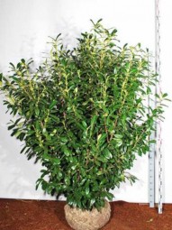 Kirschlorbeer 'Novita' / Prunus laurocerasus 'Novita' 200-250 cm Solitär mit Drahtballierung