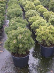 Kugel-Kiefer 'Mops' / Pinus mugo 'Mops' 60-70 cm Breite im 25-Liter Container