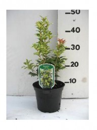 Stachelblättrige Duftblüte 'Goshiki' / Osmanthus heterophyllus 'Goshiki' 20-25 cm im 2-Liter Container