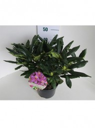 Rhododendron 'Scintillation' / Rhododendron Hybride 'Scintillation' 30-40 cm im 5-Liter Container