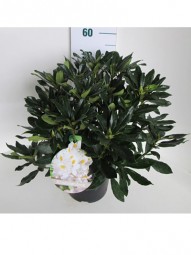 Rhododendron 'Cunningham's White' / Rhododendron Hybride 'Cunningham's White' 40-50 cm im 5-Liter Container