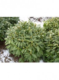 Rhododendron 'Cunningham's White' / Rhododendron Hybride 'Cunningham's White' 70-80 cm mit Ballierung