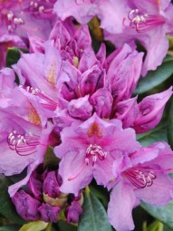 Rhododendron 'Lee's Dark Purple' / Rhododendron Hybride 'Lee's Dark Purple' 70-80 cm breit mit Ballierung