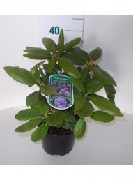 Rhododendron 'Marcel Menard' / Rhododendron Hybride 'Marcel Menard' 20-30 cm im 2-Liter Container