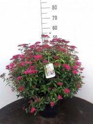 Rote Japan-Spiere / Sommerspiere / Spiraea japonica 'Anthony Waterer' 60-80 cm im 20-Liter Container
