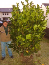 Großblättriger Kirschlorbeer 'Rotundifolia' / Prunus laurocerasus 'Rotundifolia' 225-250 cm Solitär mit Drahtballierung