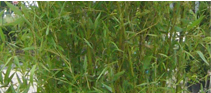 Grüne Pulver-Bambus